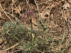 Lomatium engelmannii