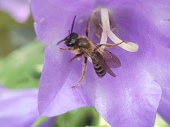 Andrena