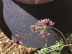 Lomatium engelmannii