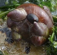 Crepidula norrisiarum