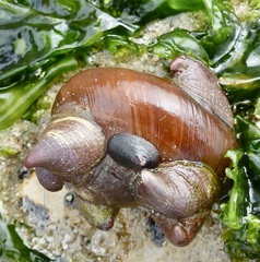 Crepidula norrisiarum