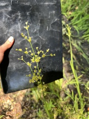 Juncus dubius