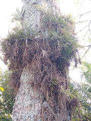 Tillandsia stricta