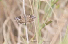 Chiomara basigutta