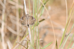 Chiomara basigutta