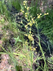 Juncus dubius