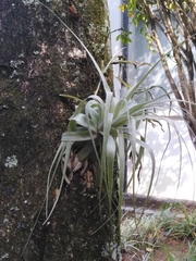 Tillandsia gardneri