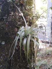 Tillandsia gardneri