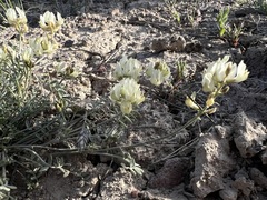 Astragalus obscurus