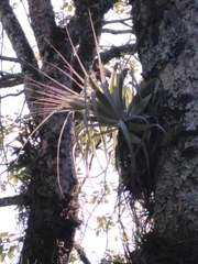 Tillandsia gardneri