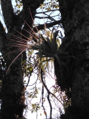 Tillandsia gardneri