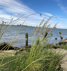 Deschampsia cespitosa holciformis