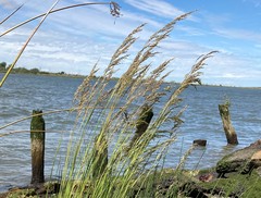 Deschampsia cespitosa holciformis
