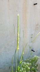 Alopecurus arundinaceus