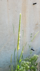 Alopecurus arundinaceus