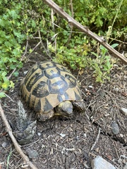 Testudo hermanni