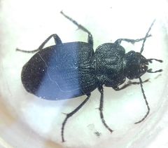 Licinus