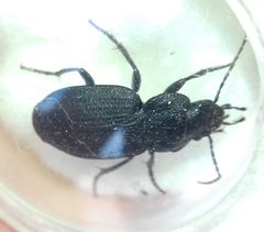 Licinus