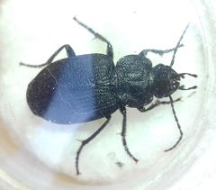 Licinus