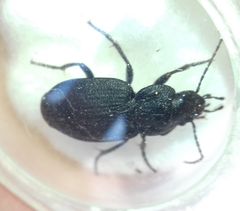 Licinus