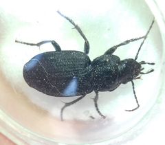 Licinus