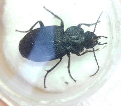 Licinus