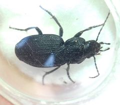 Licinus