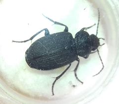 Licinus