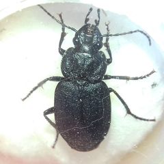 Licinus