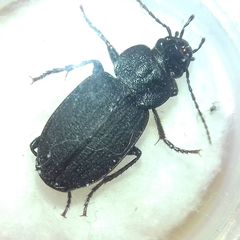Licinus