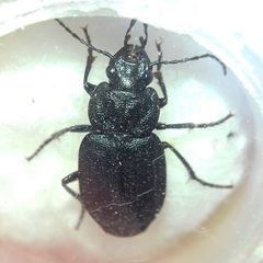 Licinus