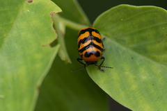 Cryptocephalus trifasciatus