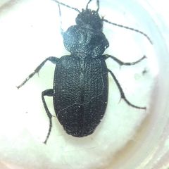 Licinus