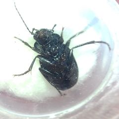 Licinus