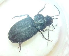Licinus