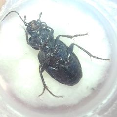Licinus