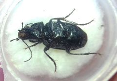 Licinus
