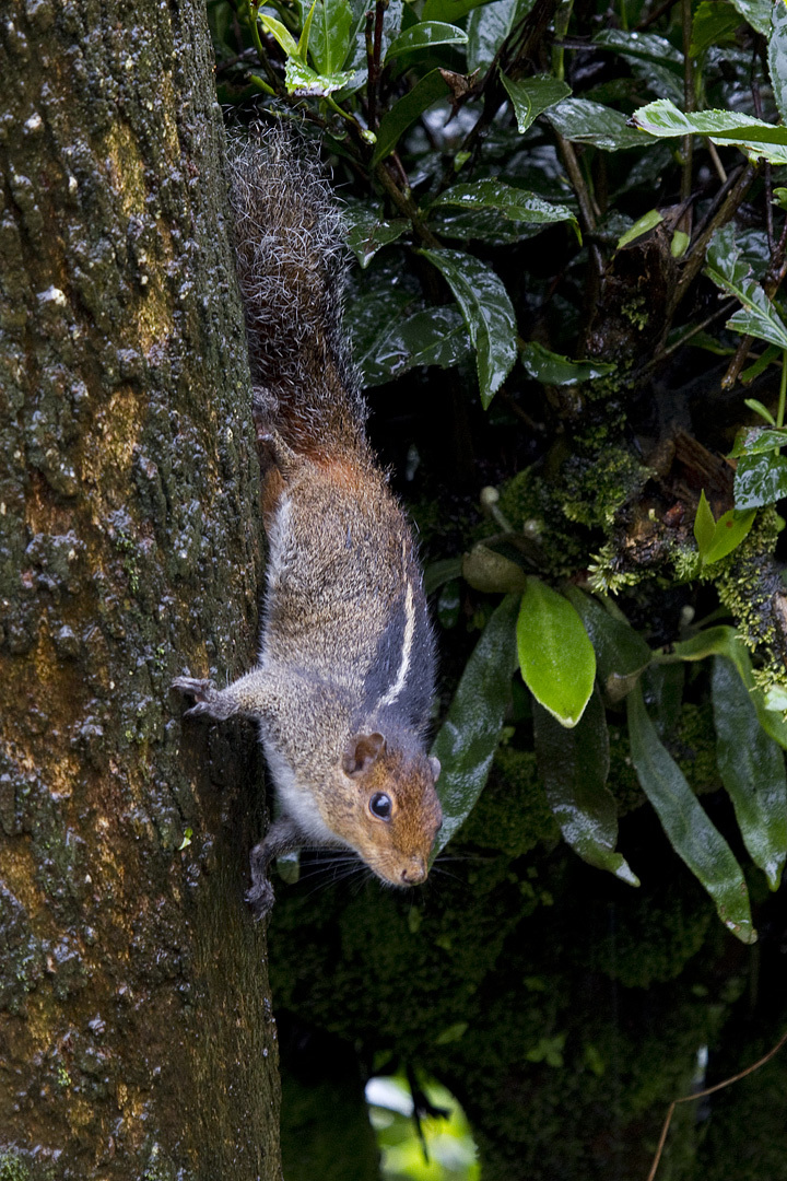 jungle palm squirrel