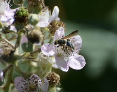 Andrena prunorum