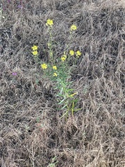 Erysimum capitatum angustatum