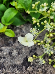 Hydrangea petiolaris
