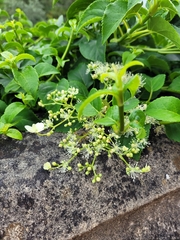 Hydrangea petiolaris