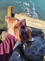 Epinephelus morio