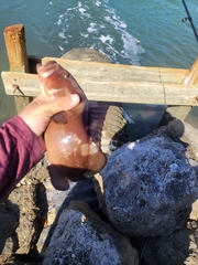 Epinephelus morio
