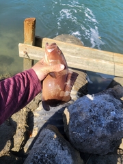 Epinephelus morio