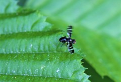 Herina frondescentiae