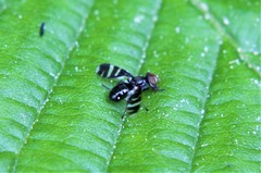Herina frondescentiae