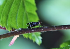 Herina frondescentiae