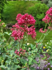 Centranthus ruber