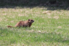 Marmota monax
